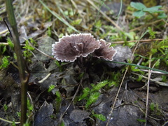 Thelephora terrestris