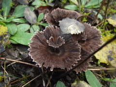 Thelephora terrestris