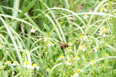 Xylocopa ruficeps