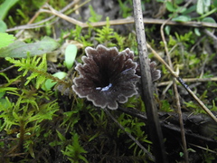Thelephora terrestris