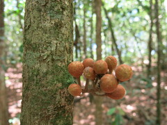 Dysoxylum parasiticum