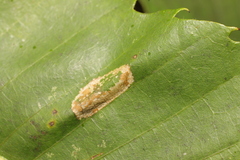 Phyllonorycter platani