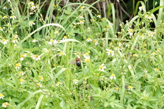 Xylocopa ruficeps