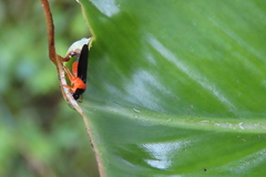 Phymatostetha deschampsi