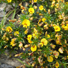 Pultenaea pedunculata