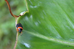 Phymatostetha deschampsi