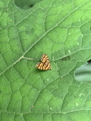 Choreutis amethystodes