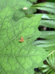 Choreutis amethystodes