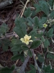 Xanthosia