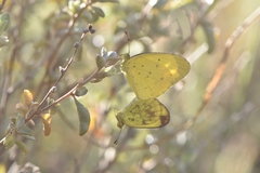Eurema smilax