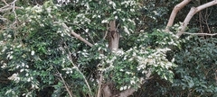 Ligustrum sinense