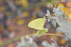 Eurema smilax