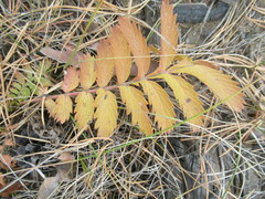 Potentilla longifolia
