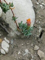 Lampranthus