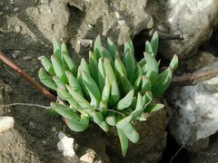 Lampranthus