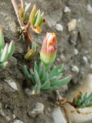 Lampranthus