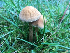 Cystoderma