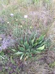 Knautia dinarica