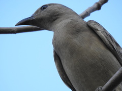 Chlamydera nuchalis