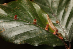 Phyllonorycter maestingella