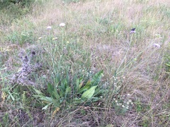 Knautia dinarica