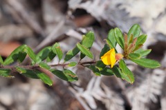 Pultenaea tarik