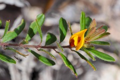 Pultenaea tarik