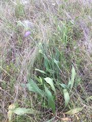 Knautia dinarica