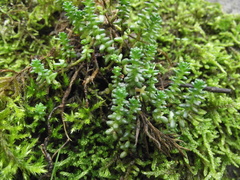 Sedum