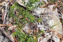 Pultenaea tarik