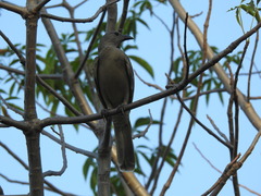 Chlamydera nuchalis