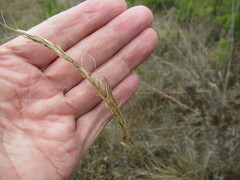 Achnatherum sibiricum
