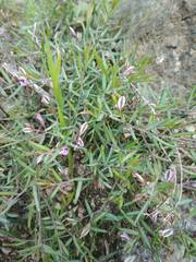 Polygala rupestris