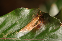 Phyllonorycter maestingella