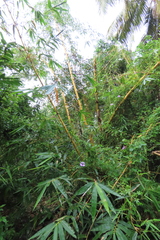 Bambusa vulgaris