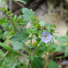 Veronica plebeia