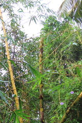 Bambusa vulgaris