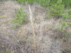 Achnatherum sibiricum