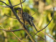 Chlamydera nuchalis