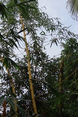 Bambusa vulgaris