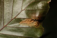 Phyllonorycter maestingella