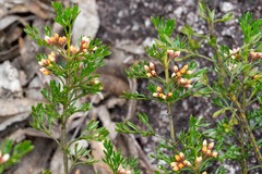 Cyanothamnus quadrangulus