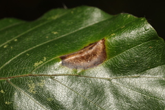Phyllonorycter platani