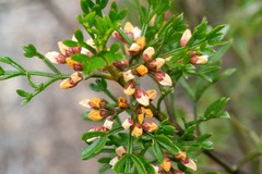 Cyanothamnus quadrangulus