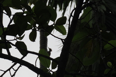 Dinopium benghalense