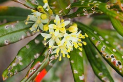 Leionema