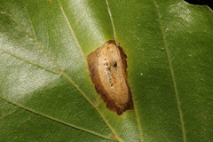 Phyllonorycter platani