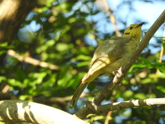 Ptilotula flavescens