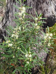 Leionema