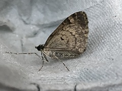 Chloroclysta siterata
